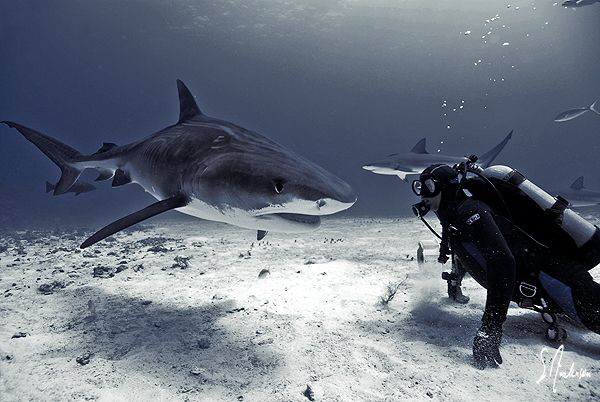 Tiger Shark passing thru at Hammertime Reef. This particu... by Steven Anderson 