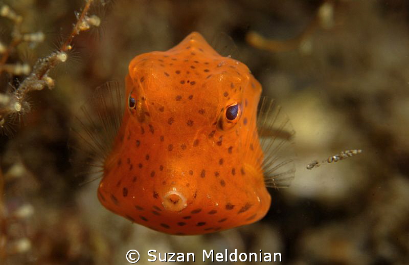 Juvenile Trunkfish by Suzan Meldonian 