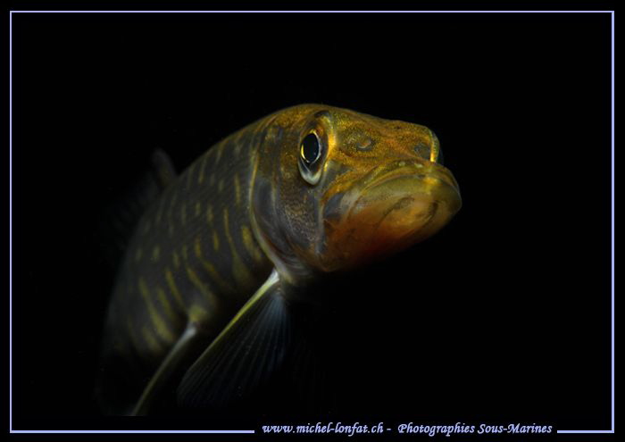 Juvenil Pike Fish... :O)... by Michel Lonfat 