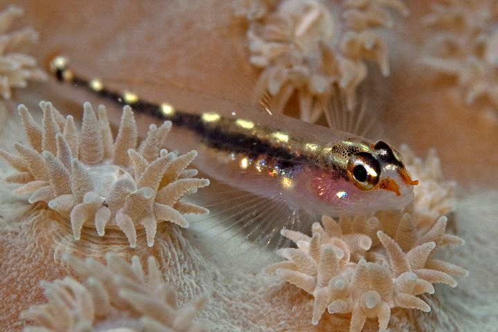 Striped pygmy-goby, Tulamben by Doug Anderson 