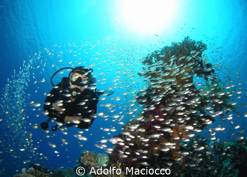 Diver @ Jackfish alley by Adolfo Maciocco 