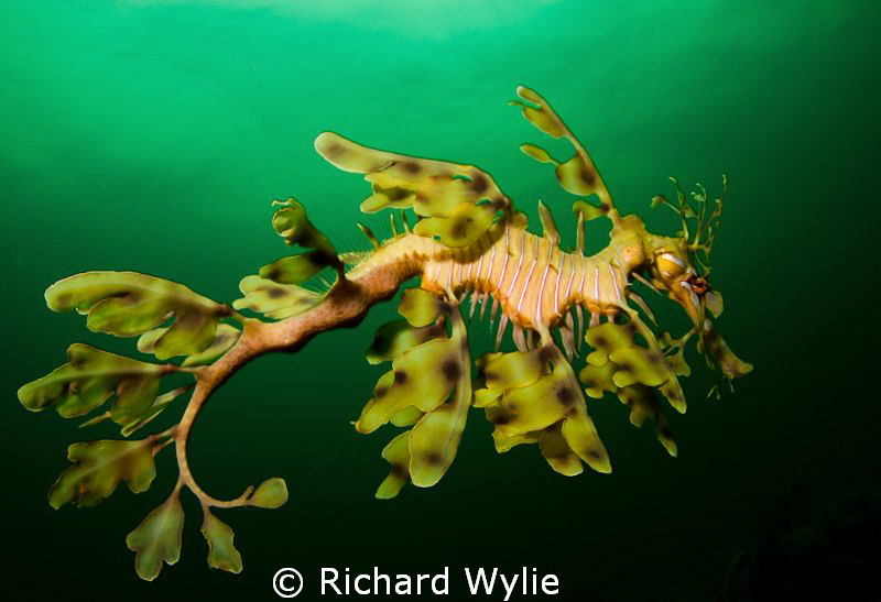 Leafy Seadragon (Phycodurus eques) in profile - taken off... by Richard Wylie 