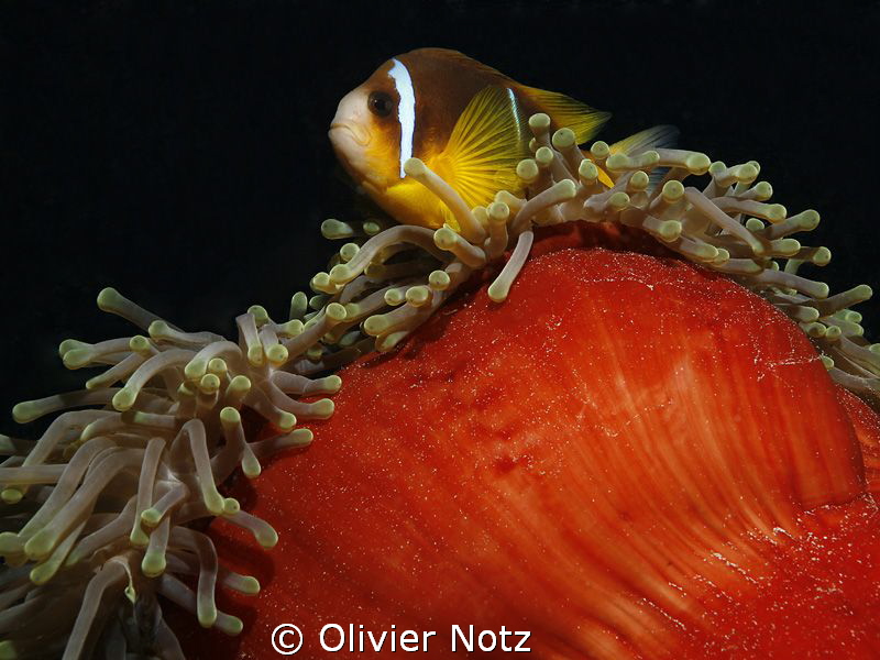 Nice dive neir El Quseir with many anemones by Olivier Notz 
