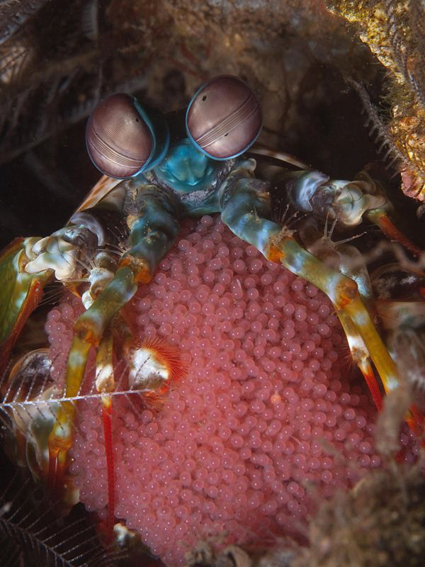 Mantis shrimp w/- eggs, Seraya by Doug Anderson 