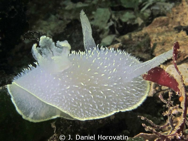 Nudibranch in search of a meal in 42 °F. by J. Daniel Horovatin 