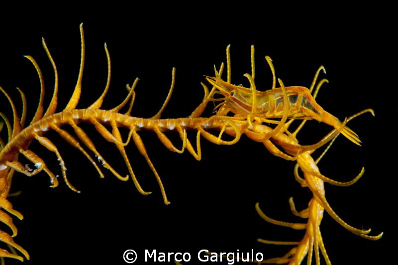 shrimp & antedon by Marco Gargiulo 