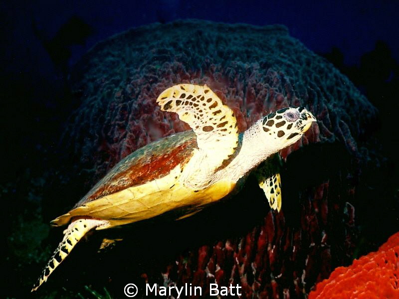 Large turtle just at dusk, Apo Island. by Marylin Batt 