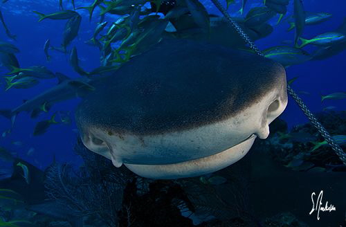 This Beautiful Tiger Shark tries for a closer look as she... by Steven Anderson 