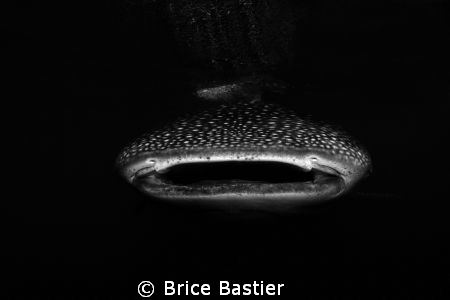 whaleshark out of nowhere by Brice Bastier 