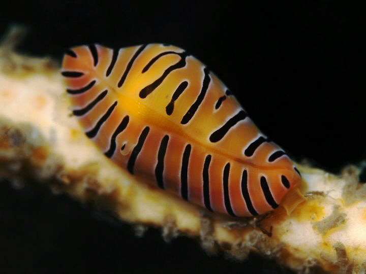 Tiger cowrie, Nelson Bay by Doug Anderson 