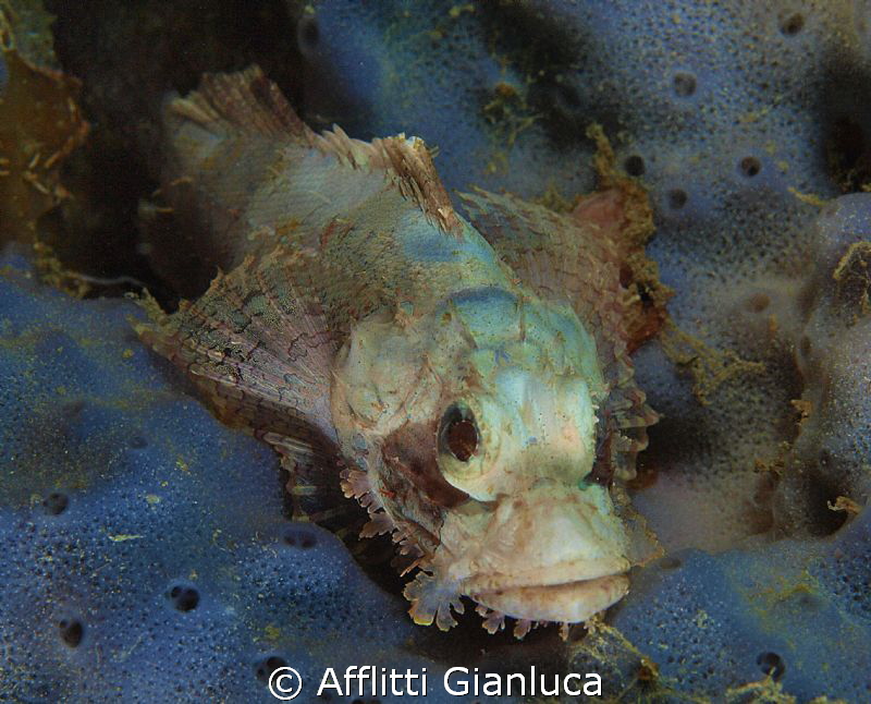 scorpion fish counter by Afflitti Gianluca 