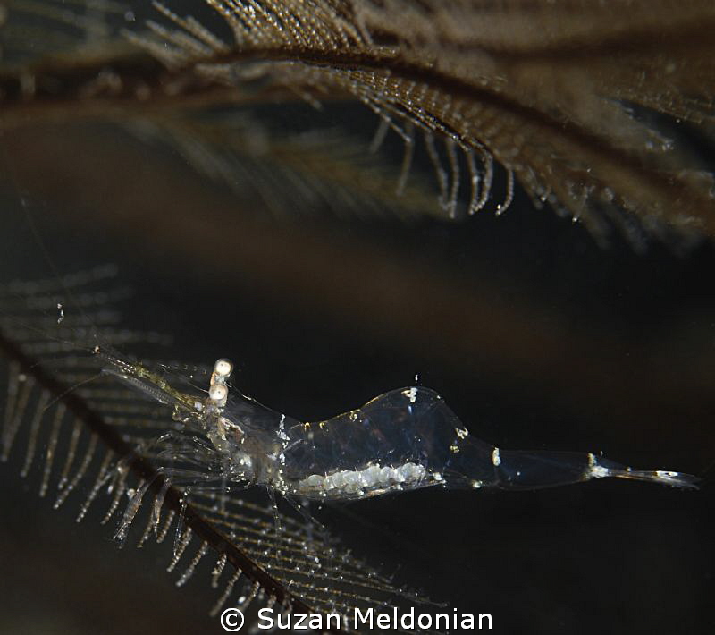 Clear shrimp with eggs? or very full tummy :) hangin' on by Suzan Meldonian 
