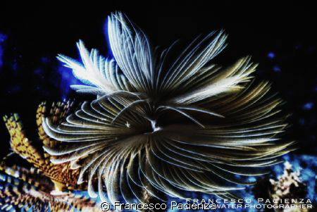 Tubeworms with HDR processing. by Francesco Pacienza 