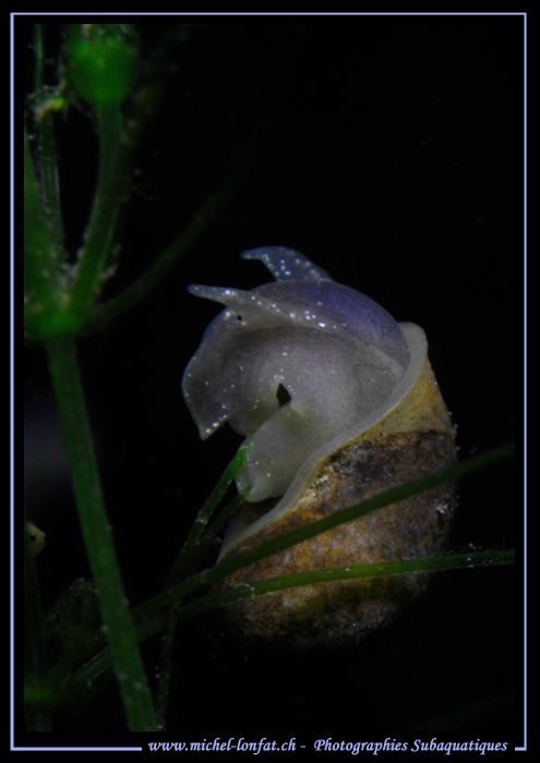 Big-eared radix : Freshwater Snail... :O)... by Michel Lonfat 