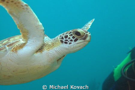 Green Sea Turtle on the Big Coral Reef off the beach in F... by Michael Kovach 