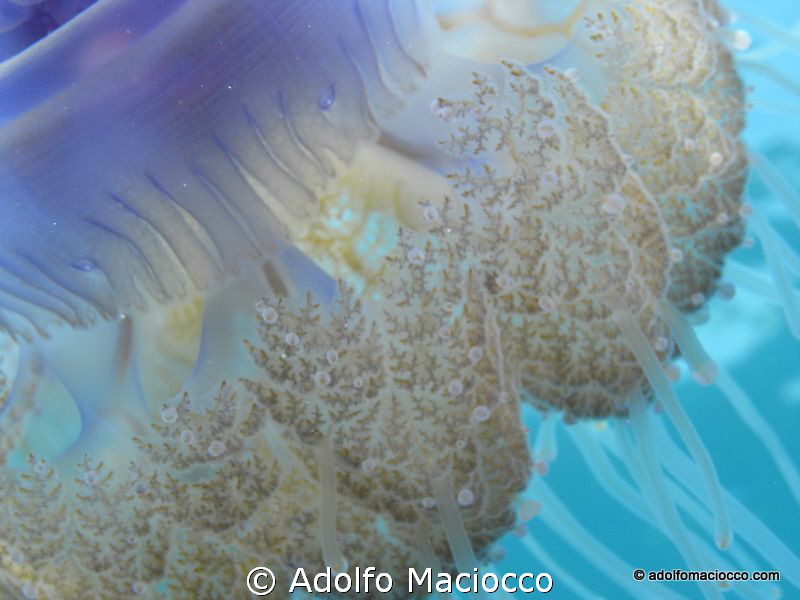 Cauliflower jellyfish details by Adolfo Maciocco 