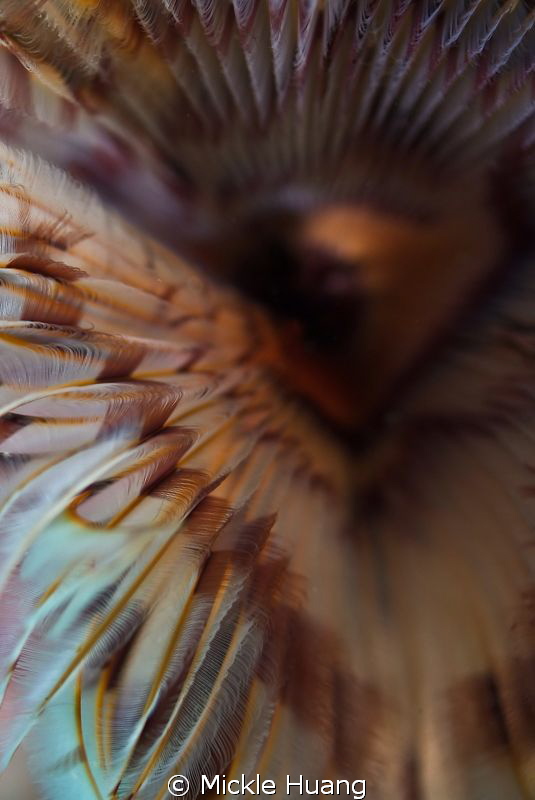 PERSPECTIVE
Close-up of tube worm
Seraya Bali by Mickle Huang 