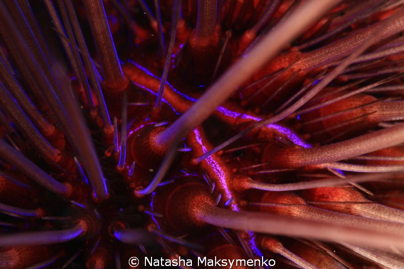 Sea Urchin by Natasha Maksymenko 