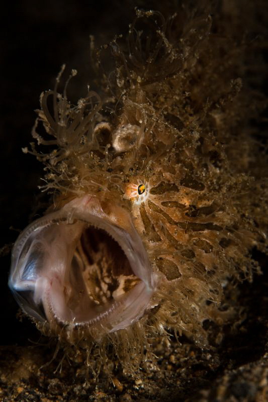 hairy frog fish yawn by Paolo Isgro 