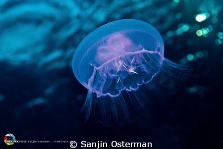 Jellyfish by Daedalus Reef - Red Sea by Sanjin Osterman 
