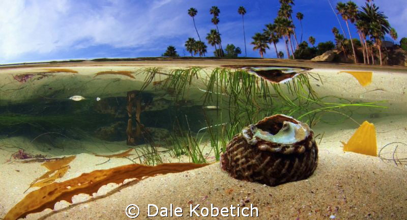 Laguna Beach shallows by Dale Kobetich 