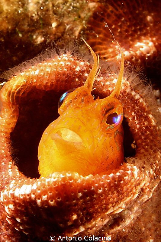 Parablennius zvonimiri, a tiny fish 3 cm-Canon EOS 350 d ... by Antonio Colacino 