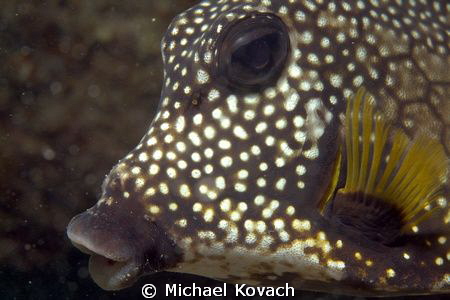 Smooth Trunkfish on the Big Coral Knoll off the beach at ... by Michael Kovach 