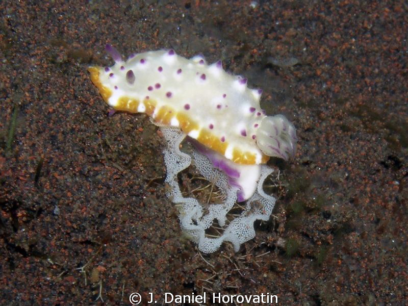 Nudi with eggs by J. Daniel Horovatin 