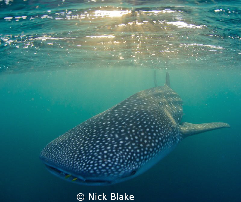 Whale Shark and Dappled Light.
In the last few minutes o... by Nick Blake 