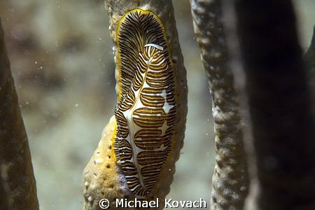 Fingerprint Cyphoma on a sea rod near the Big Coral Knoll... by Michael Kovach 