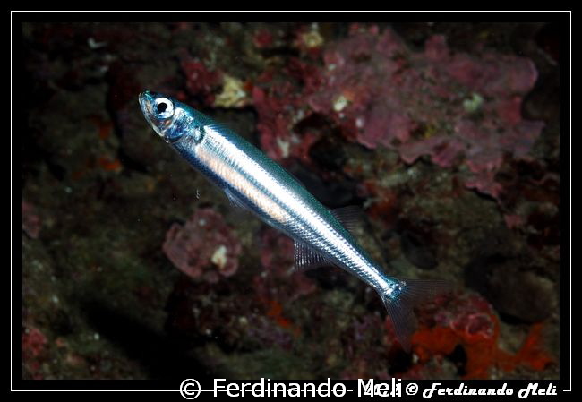 Simple shot of a very nervous fish (Atherina sp.). by Ferdinando Meli 