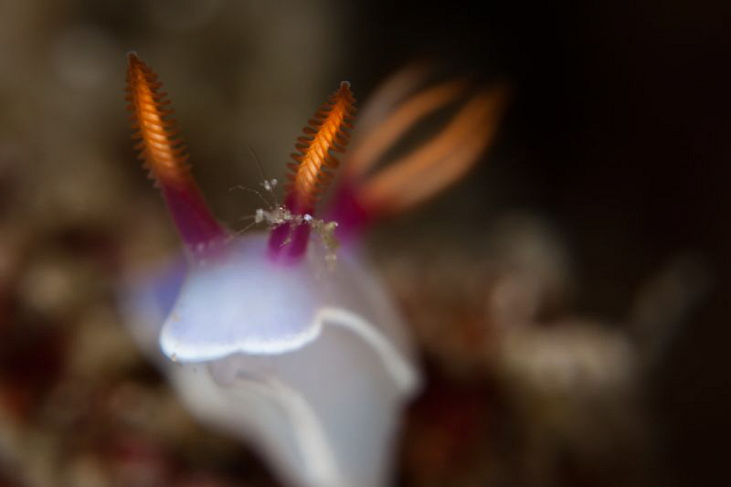 nudi and skeleton shrimps by Paolo Isgro 
