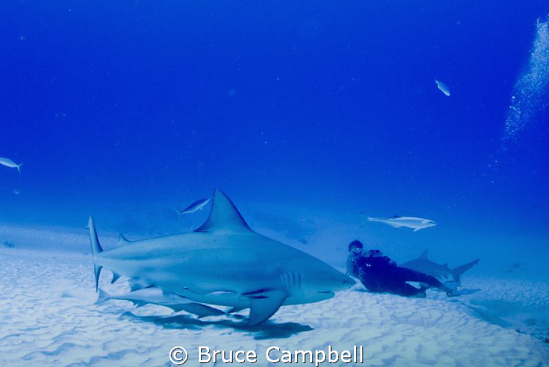 Watching all of the bull sharks by Bruce Campbell 