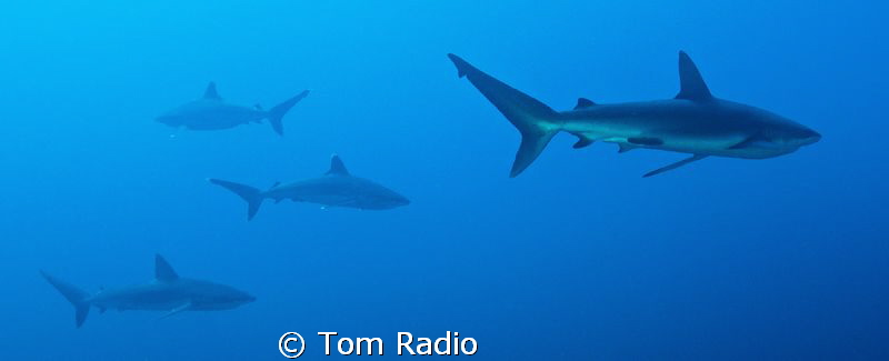 Silver Tip & Galapagos Sharks
Roca Partida, Mexico by Tom Radio 