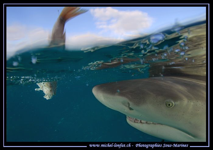 Lemon Shark close to the surface.... :O)... by Michel Lonfat 