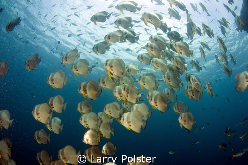 Schooling spadefish in Raja Ampat by Larry Polster 