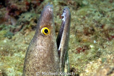 Purplemouth Moray Eel on top of the Perpendicular Rocks j... by Michael Kovach 