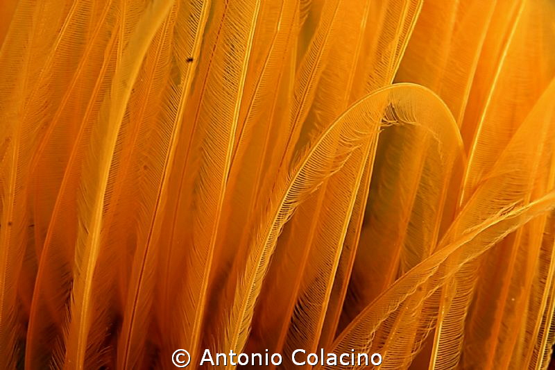 A particular of the "gills" of the sea worm Sabella spall... by Antonio Colacino 