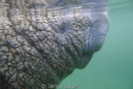 Young Wrinkly Manatee Coming Up For Air by James Laker 