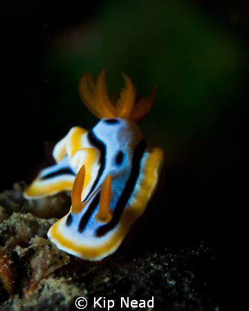 I got a lot of really nice nudibranch shots on a recent t... by Kip Nead 