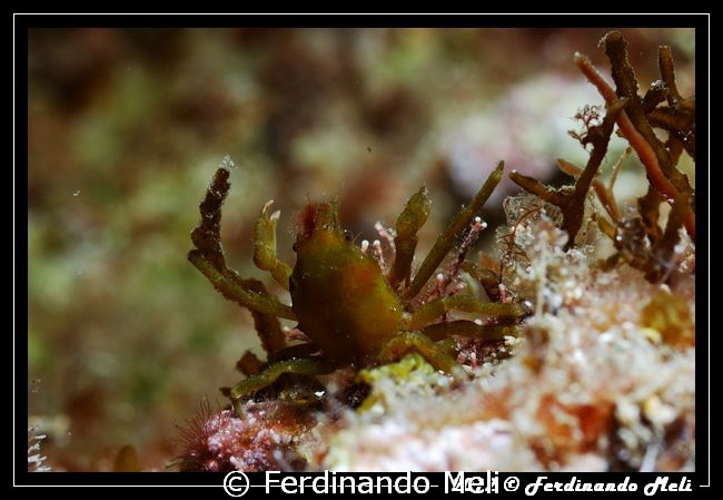 A very small crab. by Ferdinando Meli 