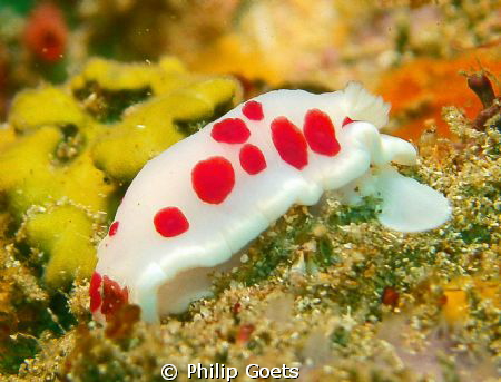 Polka Dot Nudibranch taken at Phluffy Reef, Mossel Bay, S... by Philip Goets 