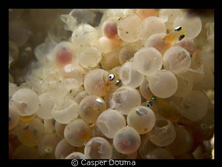 These are eggs of Donderpad coming out.. by Casper Douma 