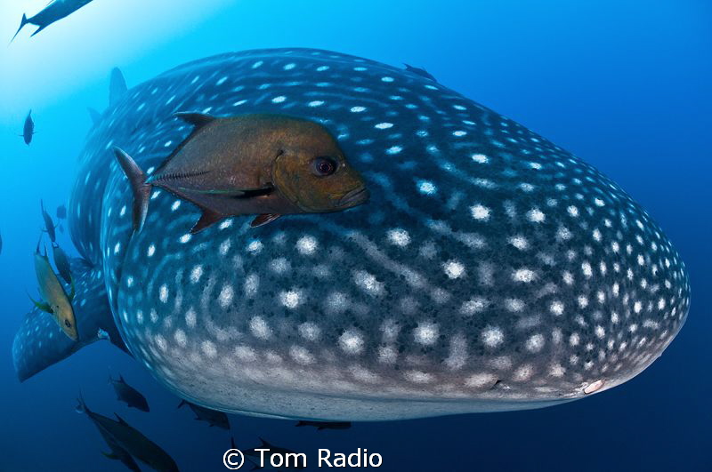 Being run over by a whale shark
San Benedicto, Mexico by Tom Radio 