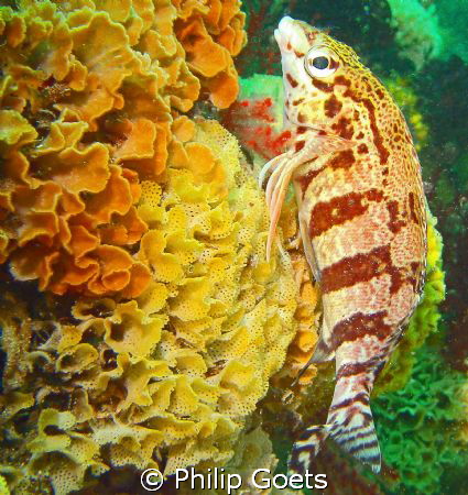 Barred Fingerfin on Lacy False Coral - Phluffy Reef, Moss... by Philip Goets 