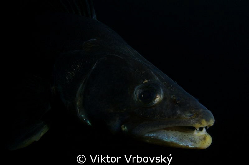 Pike-perch (Sander lucioperca) by Viktor Vrbovský 