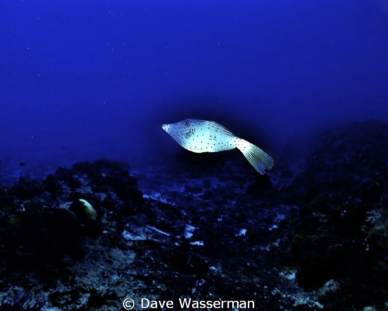 I love this fish it followed me everywhere during the dive! by Dave Wasserman 