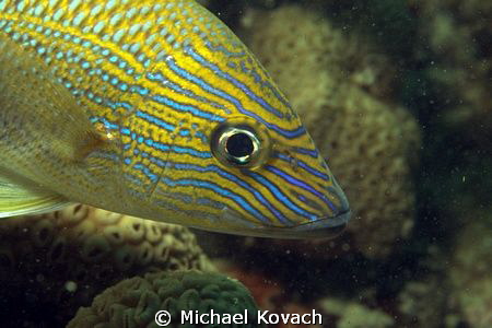 Blue Stripped Grunt on the Little Coral Knoll off the bea... by Michael Kovach 