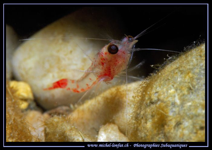 Little Freshwater Shrimp, around 1cm (Hemimysis anomala).... by Michel Lonfat 