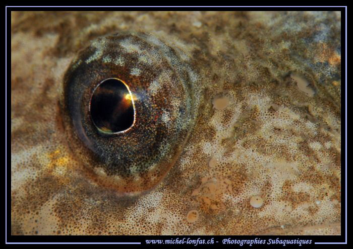 The eye of a Bullhead, freshwater sculpin... :O)... by Michel Lonfat 